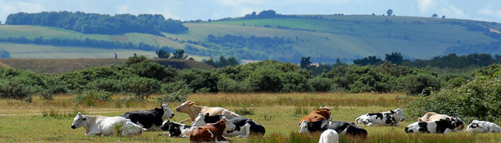 Field with lots of cows in the foreground and rolling hills in the background